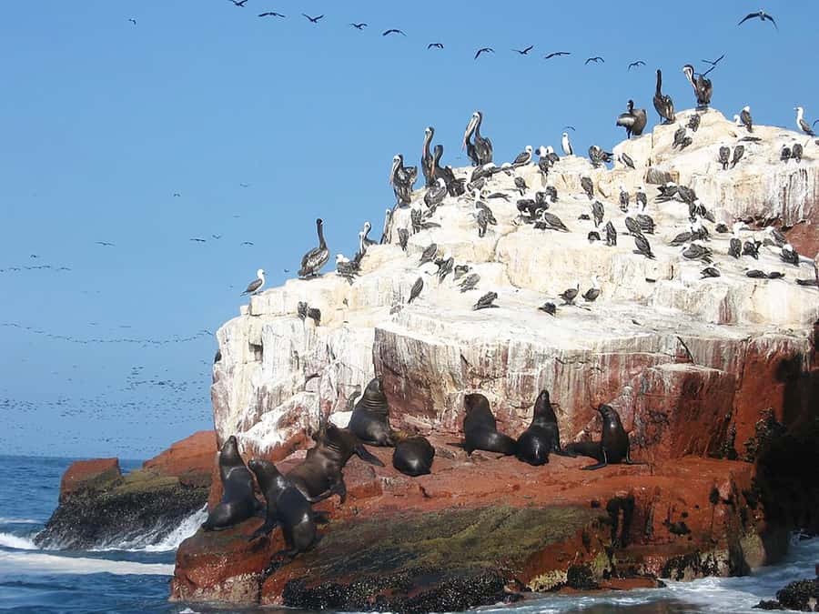 From Lima: Ballestas Islands, Huacachina, and Vineyard Tour - Is $220 good value?