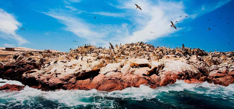 From Lima: Ballestas Islands, Huacachina and Wine Route Trip - Should you book it?