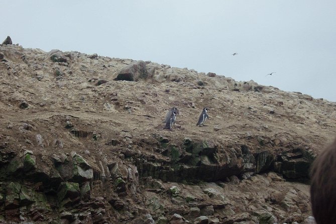 From Lima: Ballestas, Nazca Lines & Huacachina Oasis - Food, bathrooms, and the hard parts of the schedule