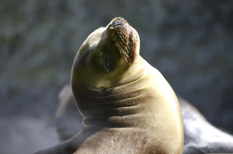 From Lima: Full Day to Paracas and Huacachina Desert Oasis - Paracas Bay and the two-hour Ballestas cruise