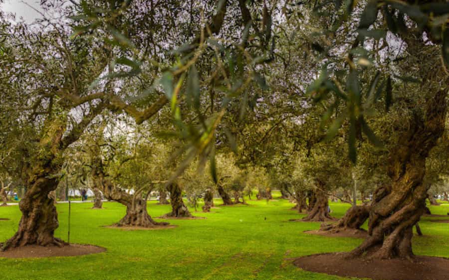 From Lima: Miraflores, Barranco & San Isidro Guided Tour - El Olivar, San Isidro’s old olive grove