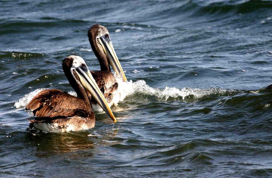 From Lima: Paracas and Huacachina Day Trip with Buggy Ride - Key points at a glance