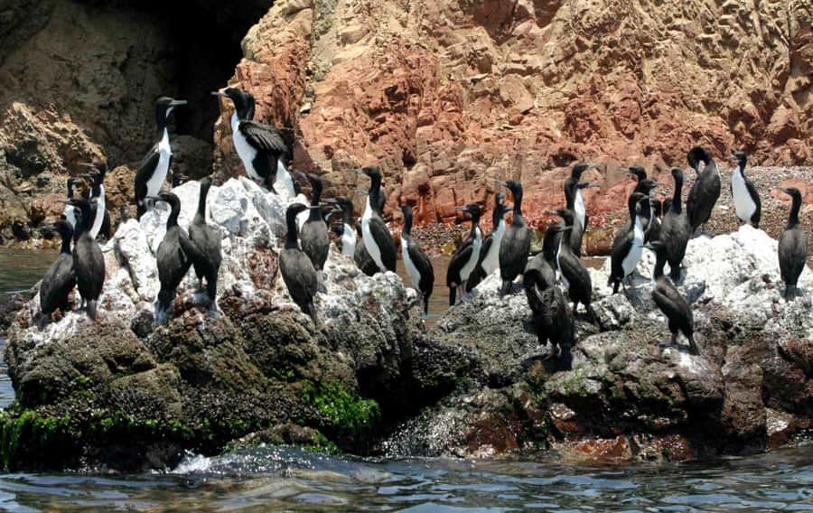 From Lima: Paracas and Huacachina Day Trip with Buggy Ride - Lunch, pisco, and the Ica regional stop
