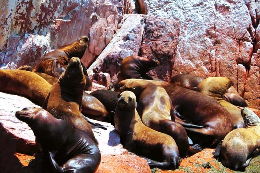 From Lima:Paracas Ballestas Islands and Ica Oasis 1 day Tour - Key points at a glance