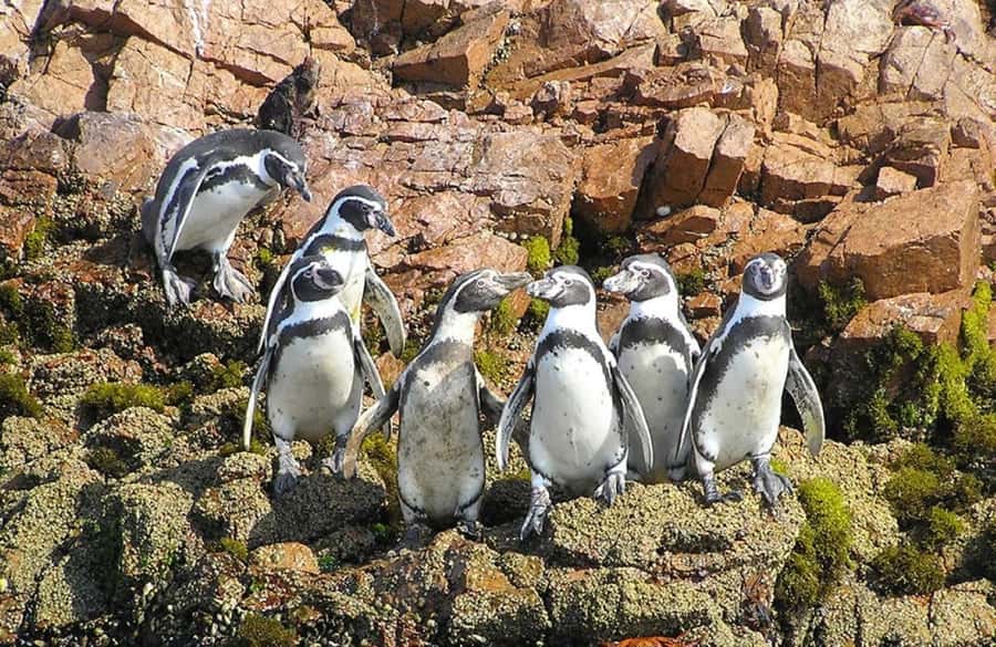 From Lima:Paracas Ballestas Islands and Ica Oasis 1 day Tour - Why Ballestas makes the early alarm worthwhile