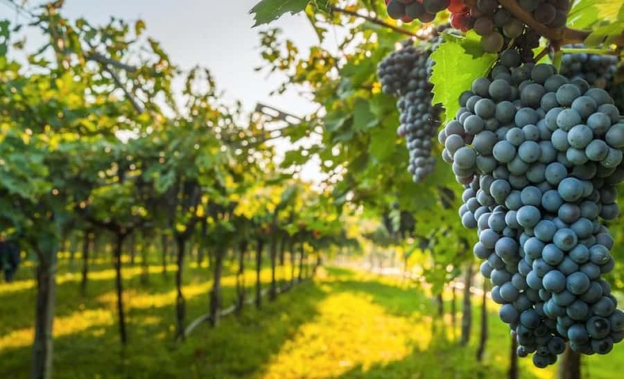 From Lima:Paracas Ballestas Islands and Ica Oasis 1 day Tour - The final winery stop in Chincha