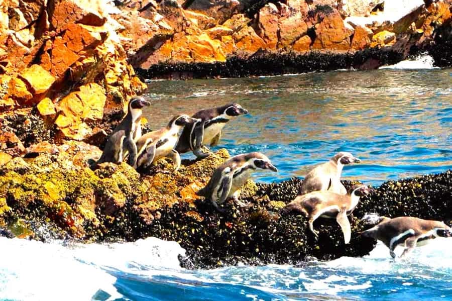 From Lima:Paracas Ballestas Islands and Ica Oasis 1 day Tour - Who should book this day trip