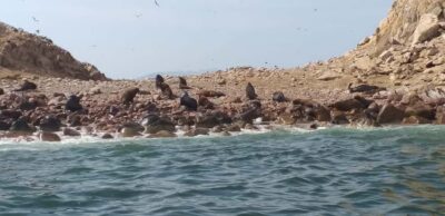 Ballestas Island Cruise & Paracas Reserve Tour