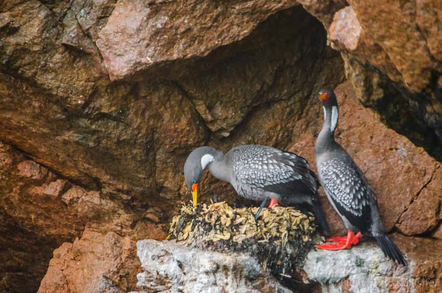 From Paracas: Ballestas Island Cruise & Paracas Reserve Tour - From ocean to Paracas National Reserve