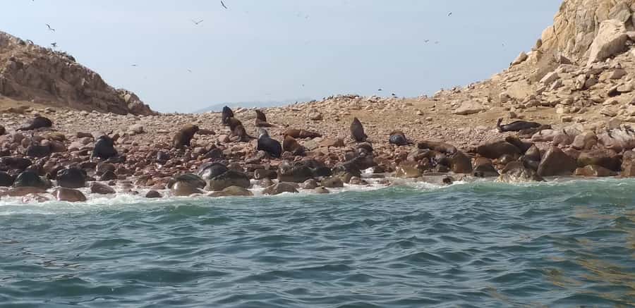 From Paracas: Ballestas Island Cruise & Paracas Reserve Tour - The Candelabro, a mystery cut into the peninsula