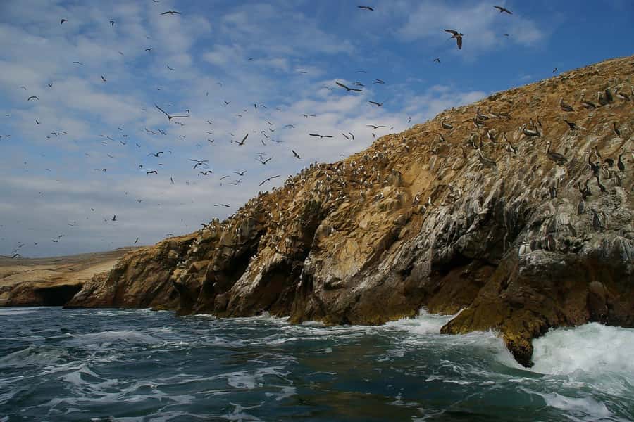From Paracas: Ballestas Islands & Paracas National Reserve - Why this half-day pairing works so well
