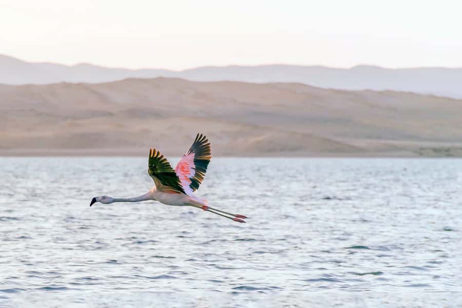From Paracas: Ballestas Islands & Paracas National Reserve - The Candelabro and its unanswered questions