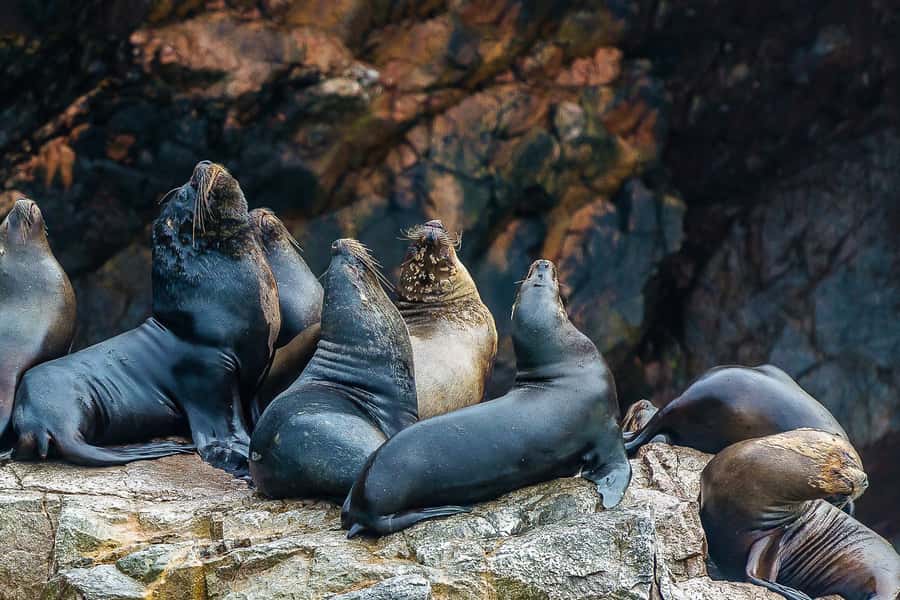 From Paracas: Ballestas Islands & Paracas National Reserve - Playa Roja and Lagunillas Beach