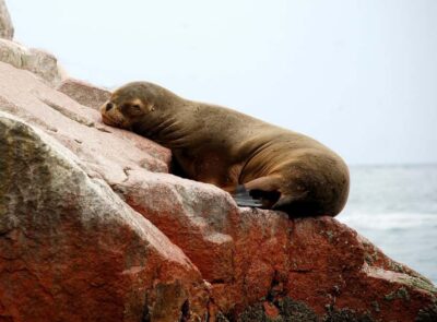Ballestas Islands tour all Inclusive