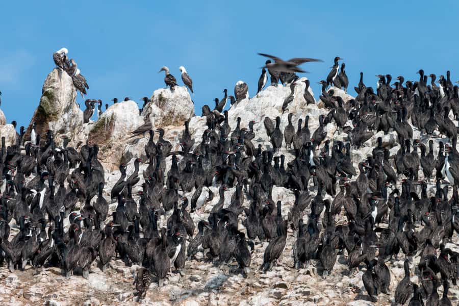 From Paracas: Ballestas Islands tour all Inclusive - One hour around the Ballestas Islands
