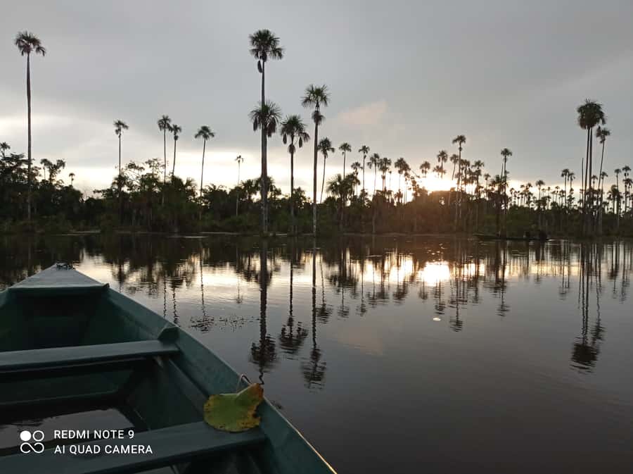 From Puerto Maldonado: 4-Day Excursion /wildlifesearch - A Four-Day Forest Stay Near Puerto Maldonado