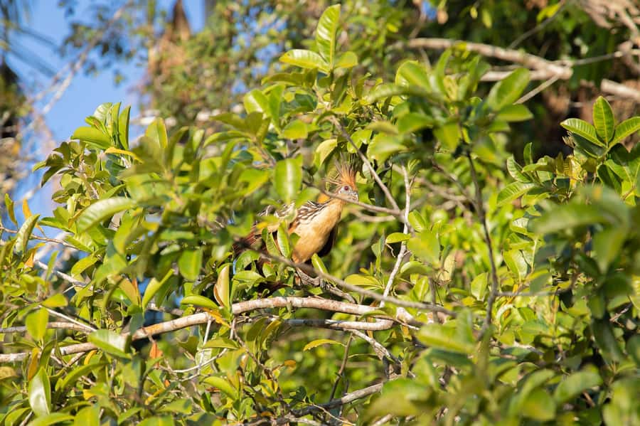 From Puerto Maldonado: 4-Day Excursion /wildlifesearch - Should You Book This Tambopata Experience?