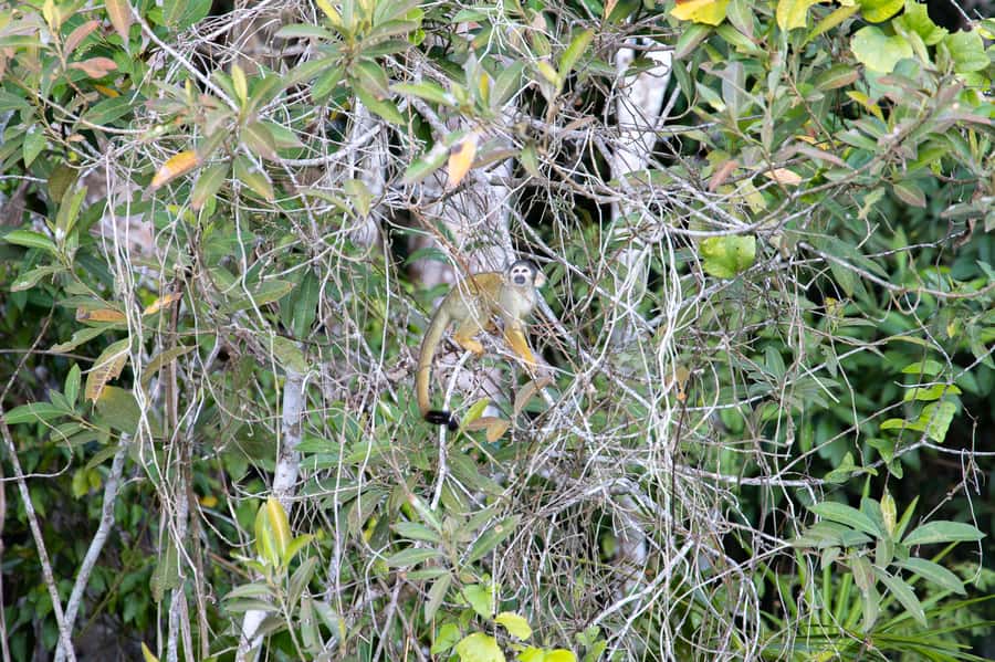 From Puerto Maldonado: 4-Day Excursion /wildlifesearch - What to Pack for Four Days