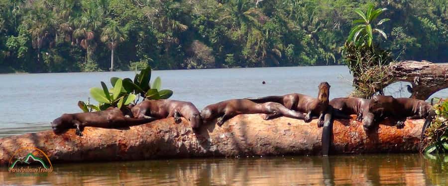 From Puerto Maldonado | Jungle hike + Sandoval Lake | - Why Sandoval Lake is worth the effort
