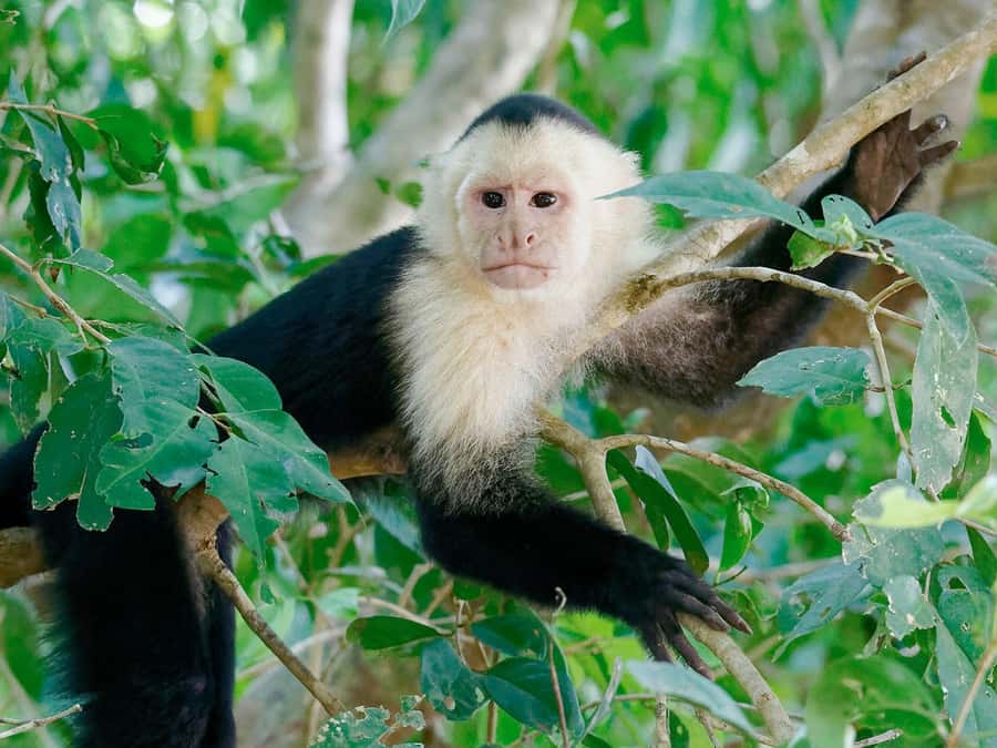 From Puerto Maldonado | Jungle hike + Sandoval Lake | - The three-kilometer walk through Tambopata
