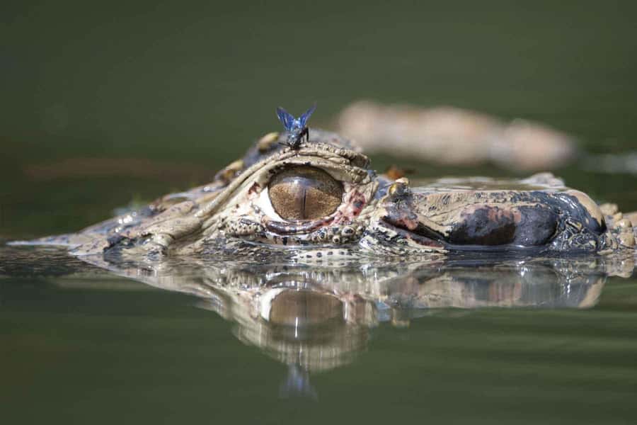 From Puerto Maldonado | Jungle hike + Sandoval Lake | - Should you book it?