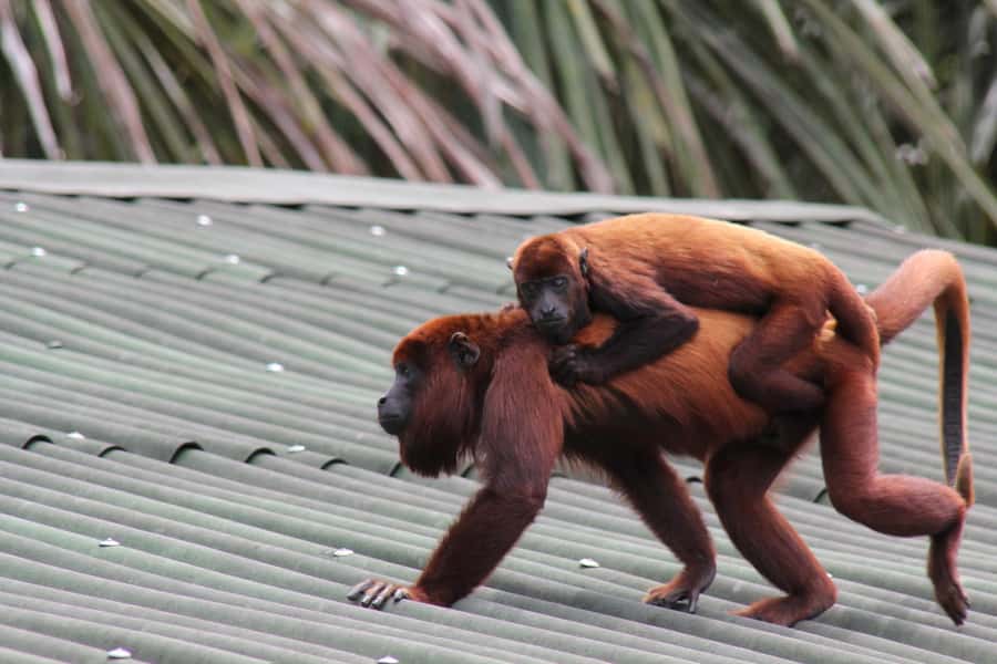 From Puerto Maldonado - Tambopata 4D/3N - What the $600 package really gives you