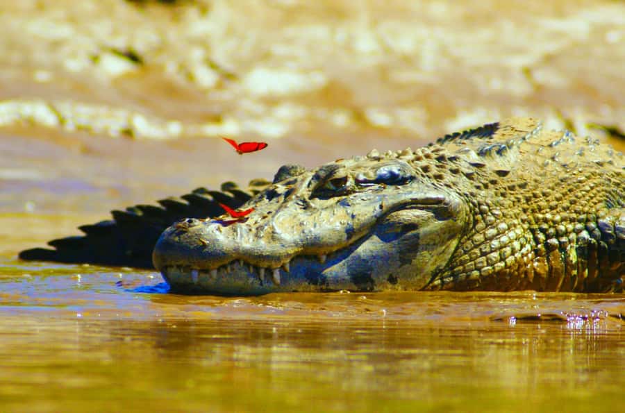 From Puerto Maldonado - Tambopata 4D/3N - Lodges, meals, and guide quality