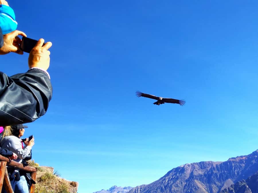 From Puno: 2-Day Tour to Colca Canyon ending in Arequipa - Key points to know before booking
