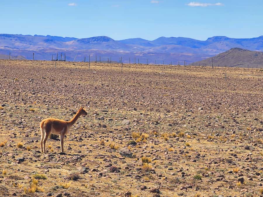 From Puno: 2-Day Tour to Colca Canyon ending in Arequipa - Cruz del Cóndor and the great morning sight
