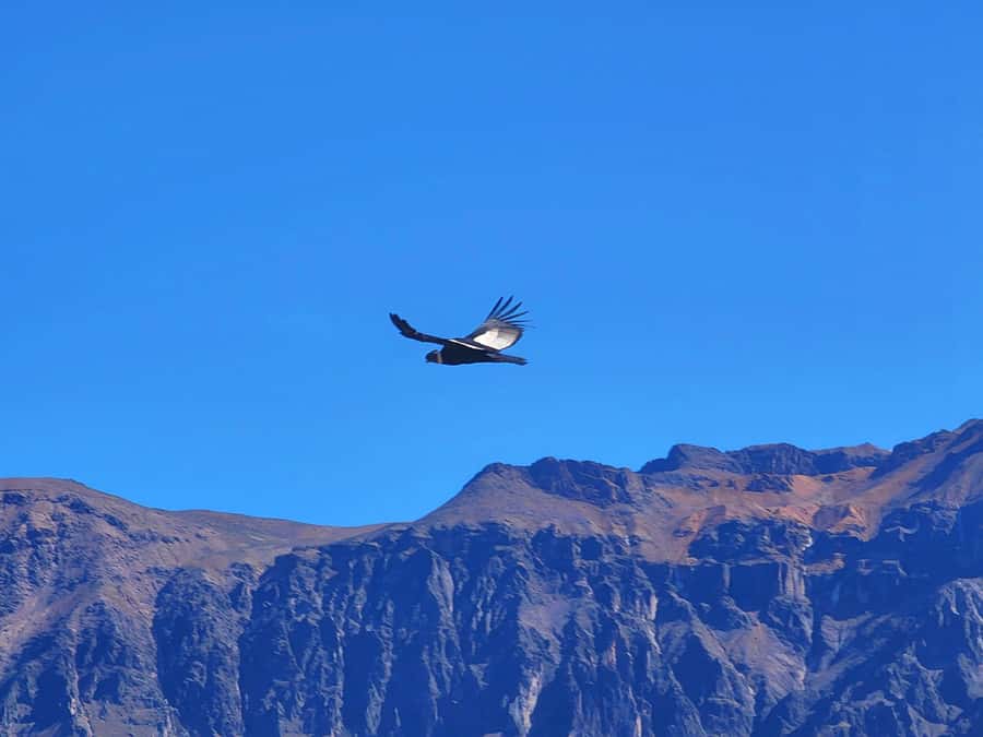 From Puno: 2-Day Tour to Colca Canyon ending in Arequipa - The 6:00 a.m. departure from Puno