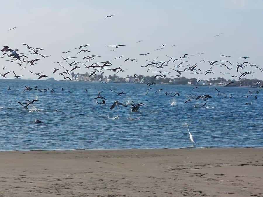 From San Martin Port: Ballestas Island & Paracas Reserve - Should you book it?