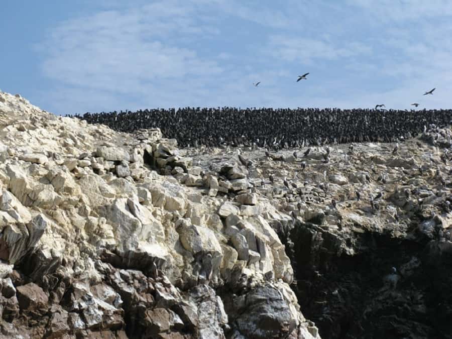 From San Martin Port: Ballestas Islands Tour in Paracas - The Candelabro, a mystery etched into the desert