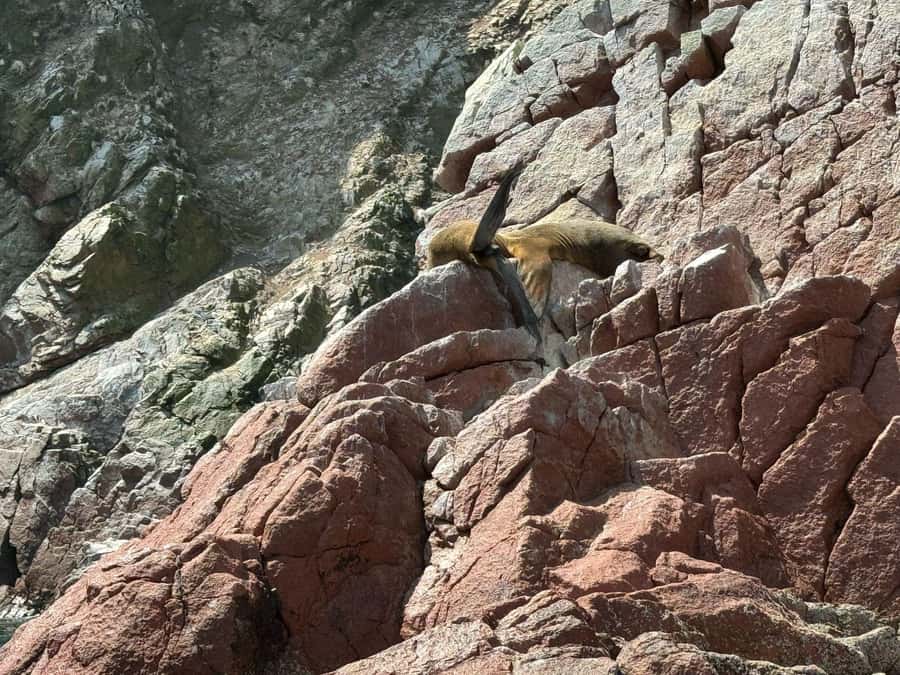 From San Martin Port: Ballestas Islands Tour in Paracas - Two hours among sea lions and seabirds