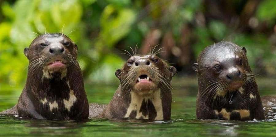 From Tambopata: Amazon Jungle Hike and Lake Sandoval 1-Day - Key points to know before booking