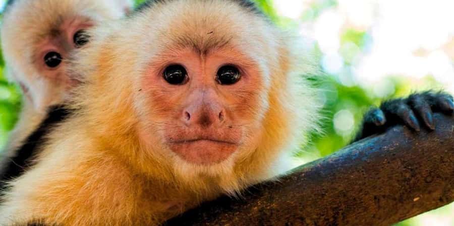 From Tambopata: Amazon Jungle Hike and Lake Sandoval 1-Day - From Puerto Maldonado to the Tambopata jungle