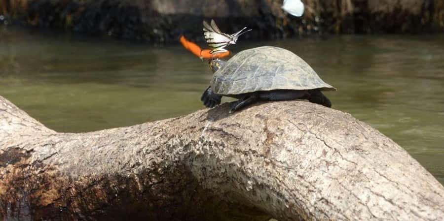 From Tambopata: Amazon Jungle Hike and Lake Sandoval 1-Day - Reaching Lake Sandoval by canoe