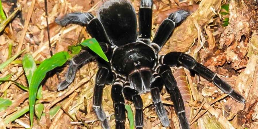 From Tambopata: Amazon Jungle Hike and Lake Sandoval 1-Day - Wildlife: small discoveries and big calls