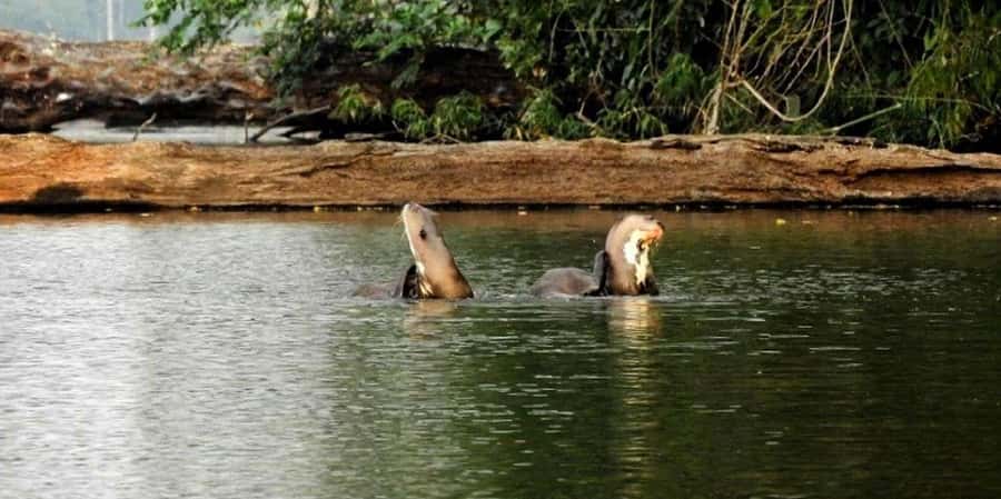 From Tambopata: Amazon Jungle Hike and Lake Sandoval 1-Day - Heat, clothing, and what to carry