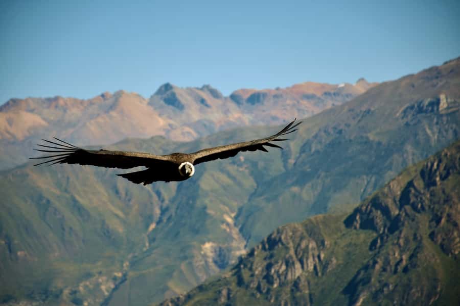 Full-Day Colca Canyon Tour from Arequipa - Pampa Cañahuas and the vicuñas of the reserve