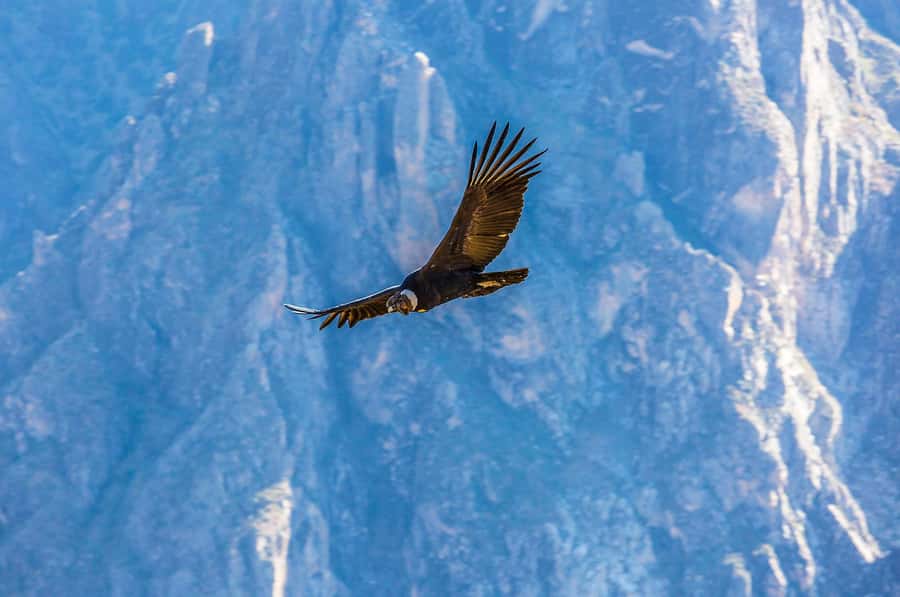 Full-Day Condor Viewpoint & Inca Sites Tour - Who should book this Cusco day trip
