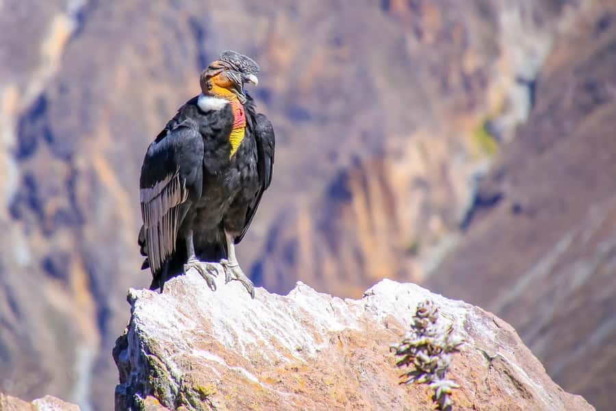 Full-Day Condor Viewpoint & Inca Sites Tour - Quillarumiyoc gives the morning a strong start