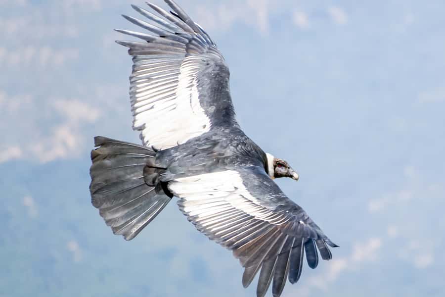 Full-Day Condor Viewpoint & Inca Sites Tour - Walking above the Apurímac Canyon