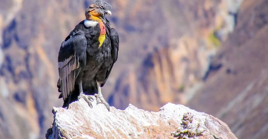 Full-Day Condor Viewpoint & Inca Sites Tour - Private transport makes the price easier to judge