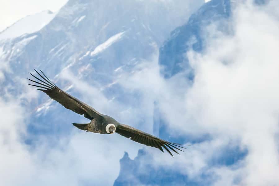 Full-Day Condor Viewpoint & Inca Sites Tour - What to bring for a high, exposed trail