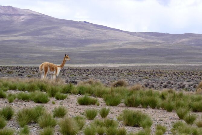 Full Day Tour to Colca Canyon from Arequipa - Chacapi hot springs beside the canyon