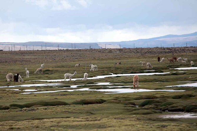 Full Day Tour to Colca Canyon from Arequipa - Abra Patapampa and the volcanic chain