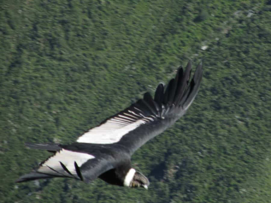 Full Day Trip to Colca Canyon from Arequipa ending in Puno - Why this Arequipa to Puno route is useful