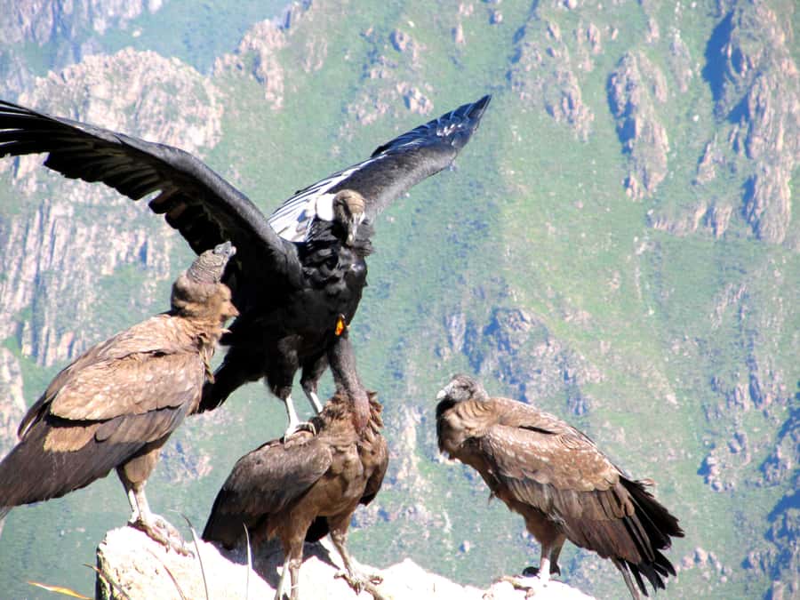 Full Day Trip to Colca Canyon from Arequipa ending in Puno - Leaving Arequipa before dawn