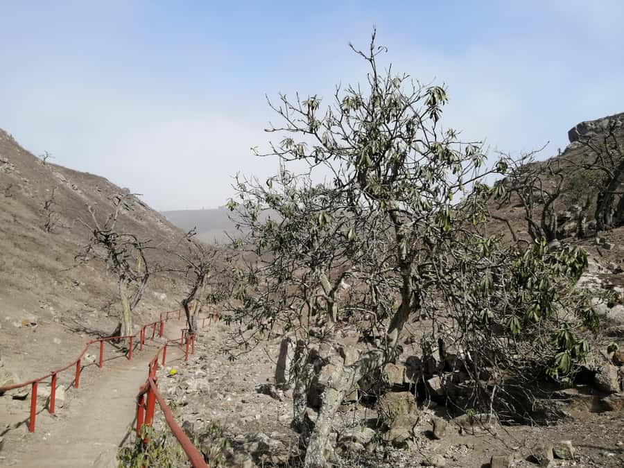 Hiking Lomas de Lachay in Lima - English and Spanish guiding