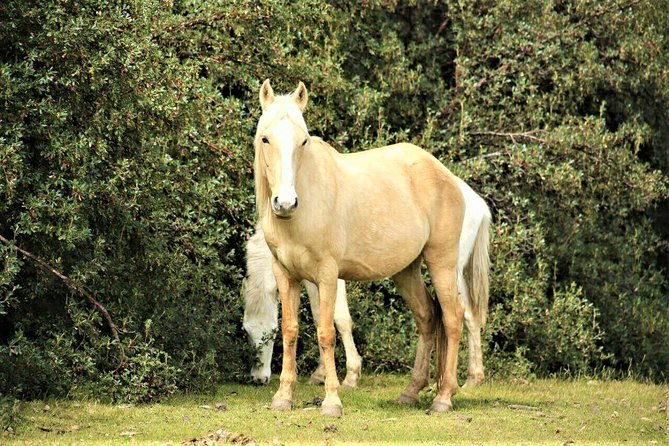 Horse Riding Chacan Mountain And Temple Of The Moon - Timing, altitude, and practical comfort